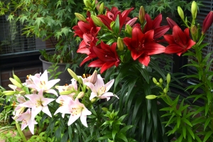 DSC_0100 - コピー.JPG